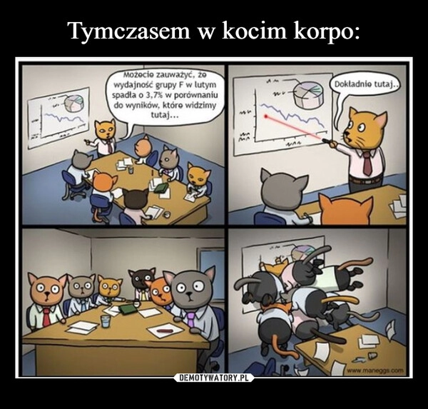 
    Tymczasem w kocim korpo: