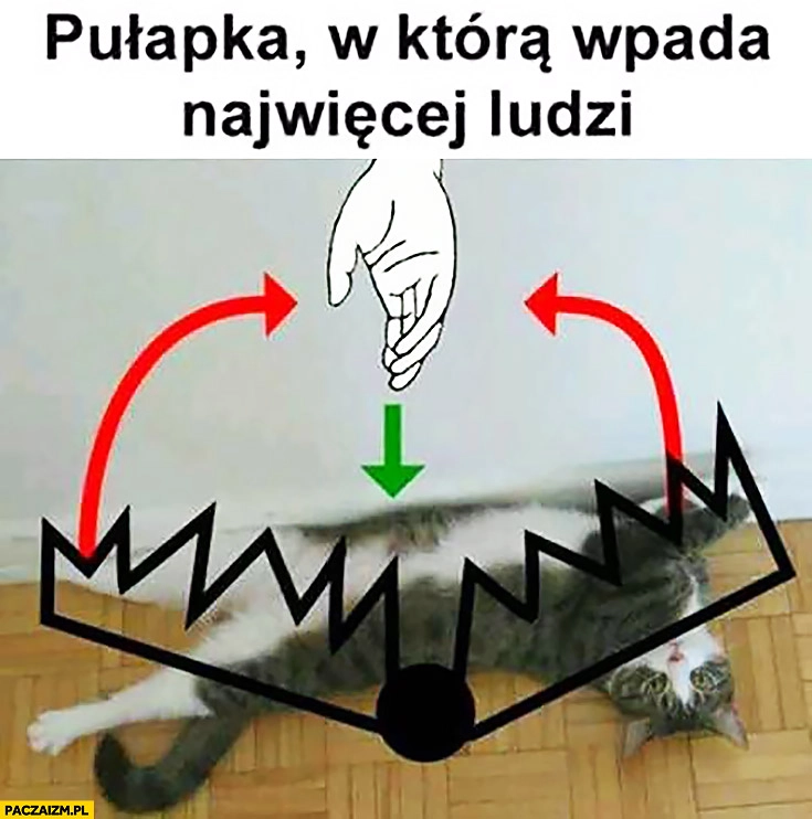 
    Pułapka, w którą wpada najwięcej ludzi głaskanie kota po brzuchu kleszcze