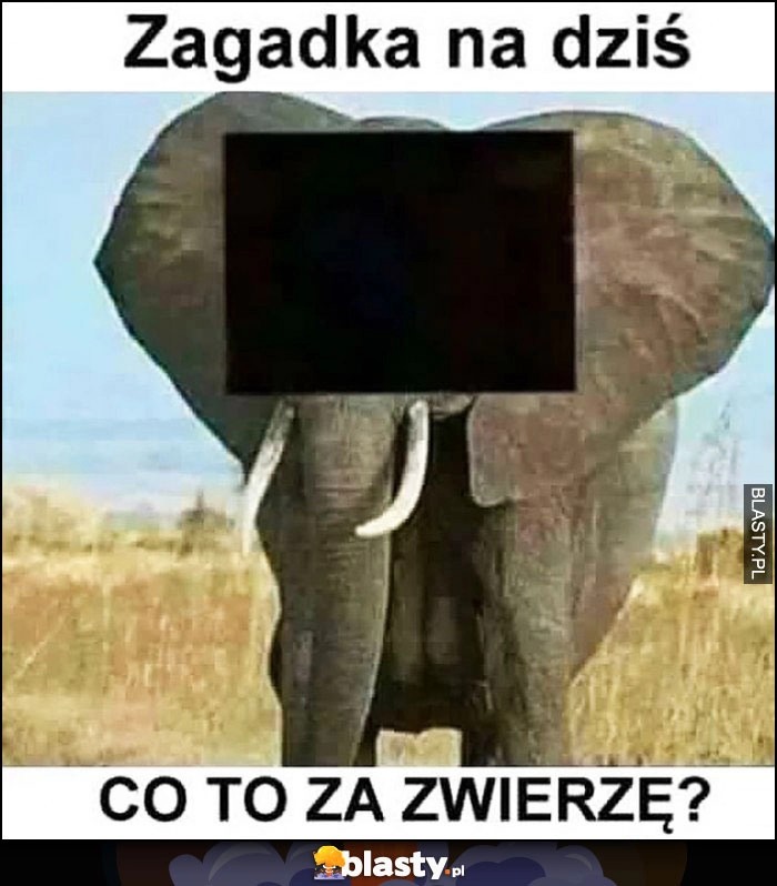 
    Zagadka na dziś co to za zwierzę? Słoń