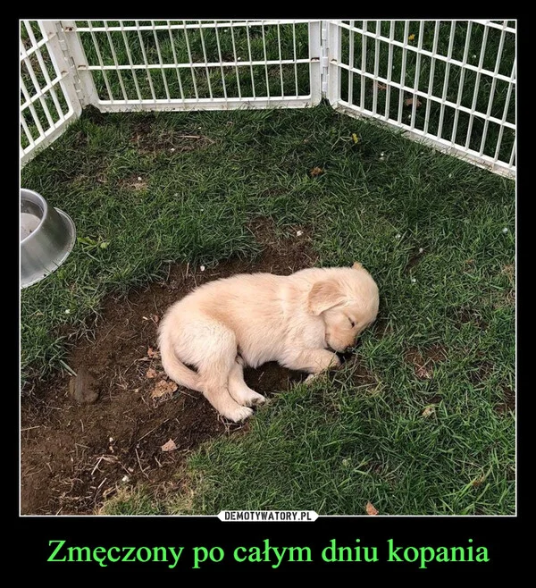 Zmęczony po całym dniu kopania