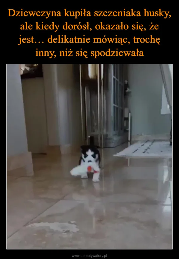 
    Dziewczyna kupiła szczeniaka husky, ale kiedy dorósł, okazało się, że jest… delikatnie mówiąc, trochę inny, niż się spodziewała