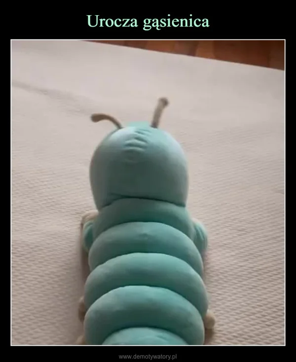 
    Urocza gąsienica