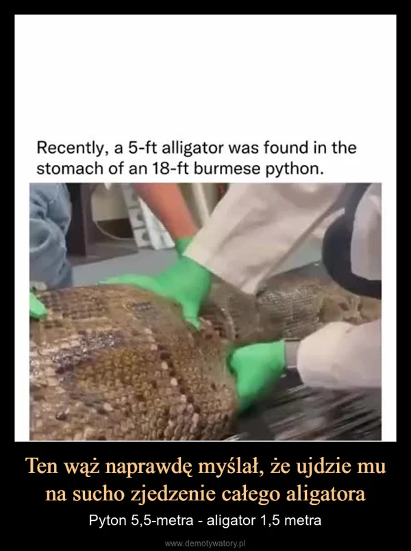 
    Ten wąż naprawdę myślał, że ujdzie mu na sucho zjedzenie całego aligatora