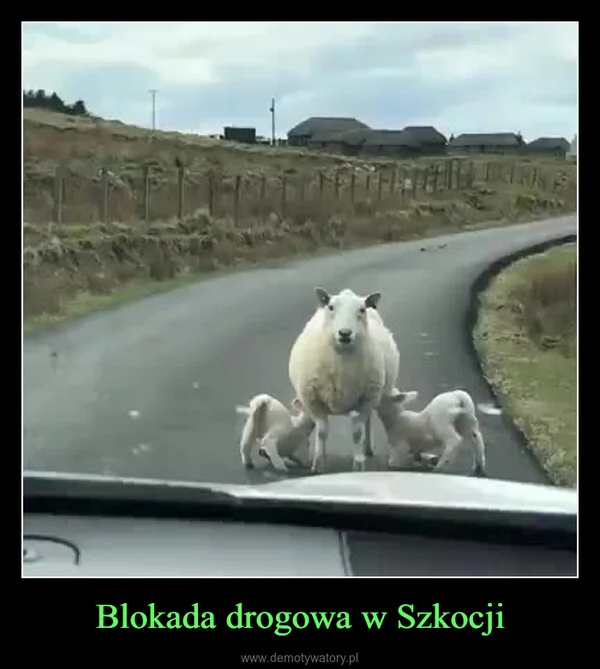 
    Blokada drogowa w Szkocji