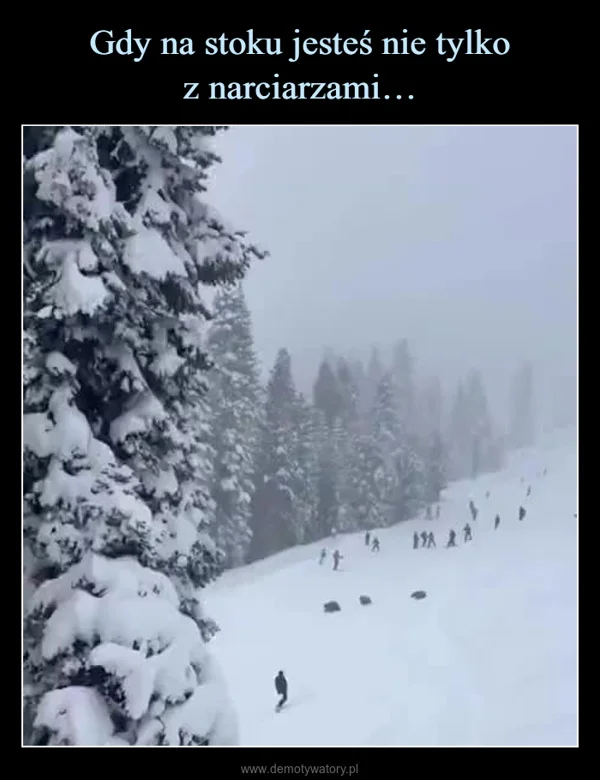 
    Gdy na stoku jesteś nie tylko z narciarzami…