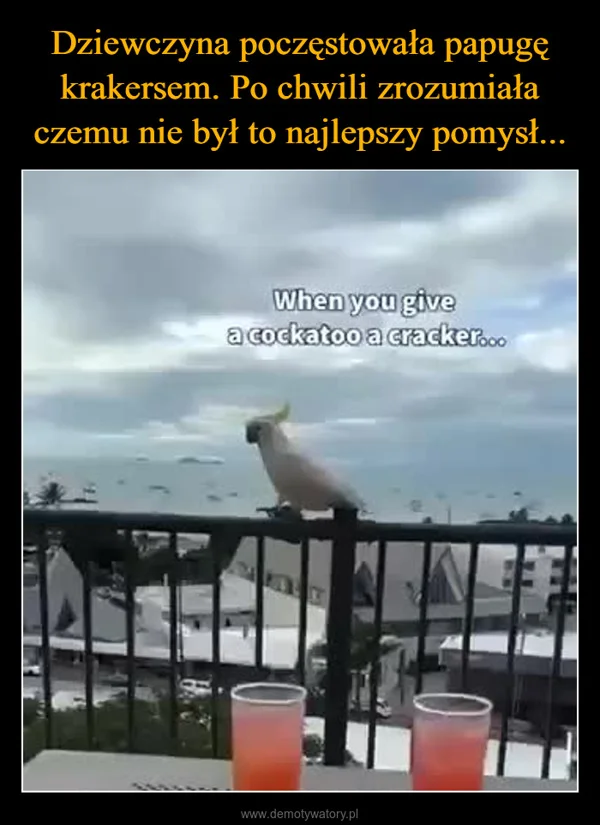
    Dziewczyna poczęstowała papugę krakersem. Po chwili zrozumiała czemu nie był to najlepszy pomysł...