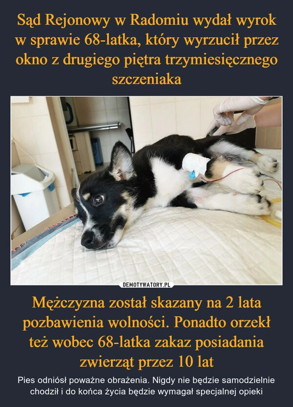 
    Sąd Rejonowy w Radomiu wydał wyrok w sprawie 68-latka, który wyrzucił przez okno z drugiego piętra trzymiesięcznego szczeniaka Mężczyzna został skazany na 2 lata pozbawienia wolności. Ponadto orzekł też wobec 68-latka zakaz posiadania zwierząt przez 10 lat