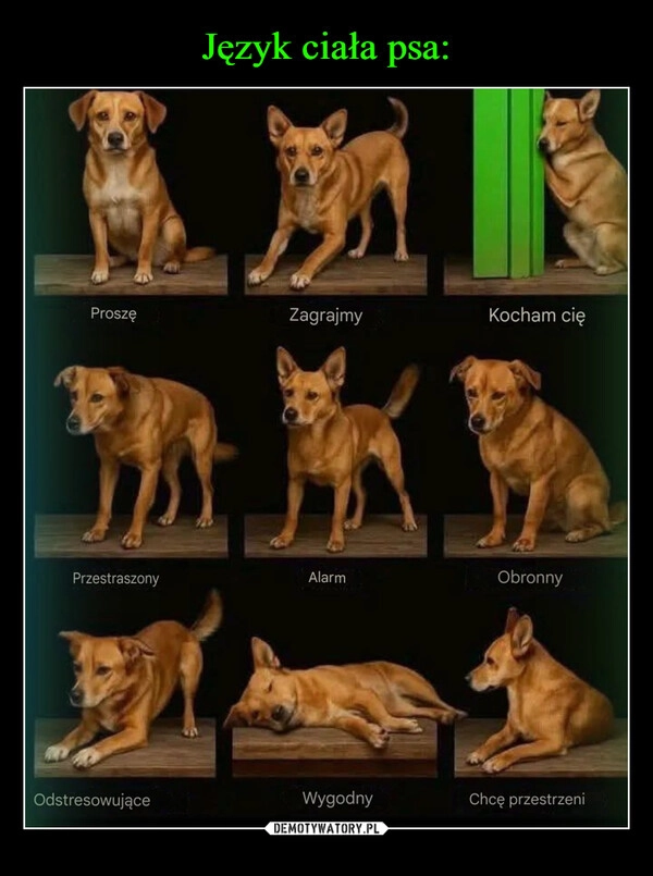 
    Język ciała psa: