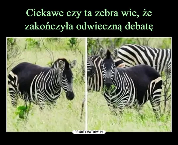 
    Ciekawe czy ta zebra wie, że zakończyła odwieczną debatę