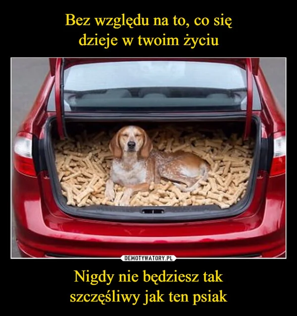 
    Bez względu na to, co się dzieje w twoim życiu Nigdy nie będziesz tak szczęśliwy jak ten psiak