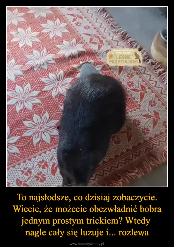 
    To najsłodsze, co dzisiaj zobaczycie. Wiecie, że możecie obezwładnić bobra jednym prostym trickiem? Wtedy nagle cały się luzuje i... rozlewa