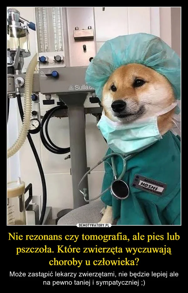 
    Nie rezonans czy tomografia, ale pies lub pszczoła. Które zwierzęta wyczuwają choroby u człowieka?