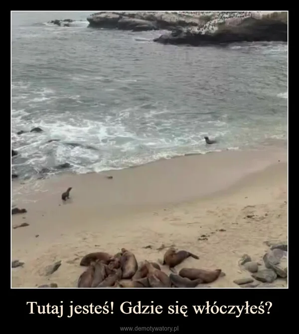
    Tutaj jesteś! Gdzie się włóczyłeś?