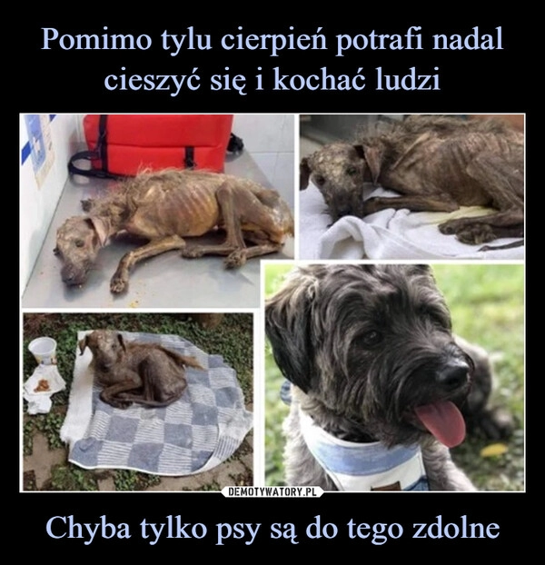 
    Pomimo tylu cierpień potrafi nadal cieszyć się i kochać ludzi Chyba tylko psy są do tego zdolne