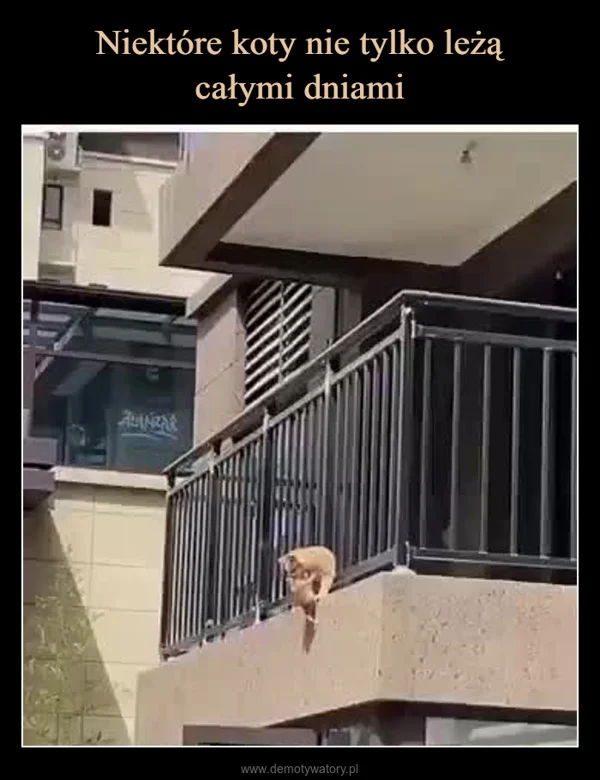
    Niektóre koty nie tylko leżą całymi dniami