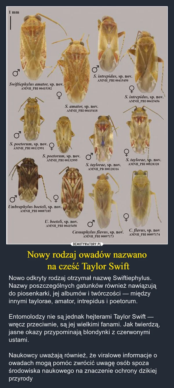 
    Nowy rodzaj owadów nazwano na cześć Taylor Swift