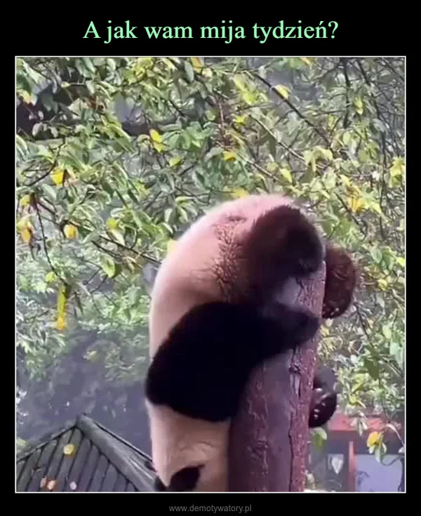 
    A jak wam mija tydzień?