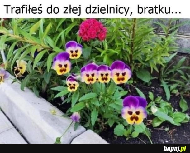 
    Bratki