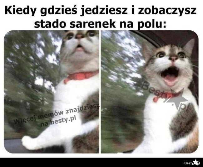 
    Patrz, sarenki! 