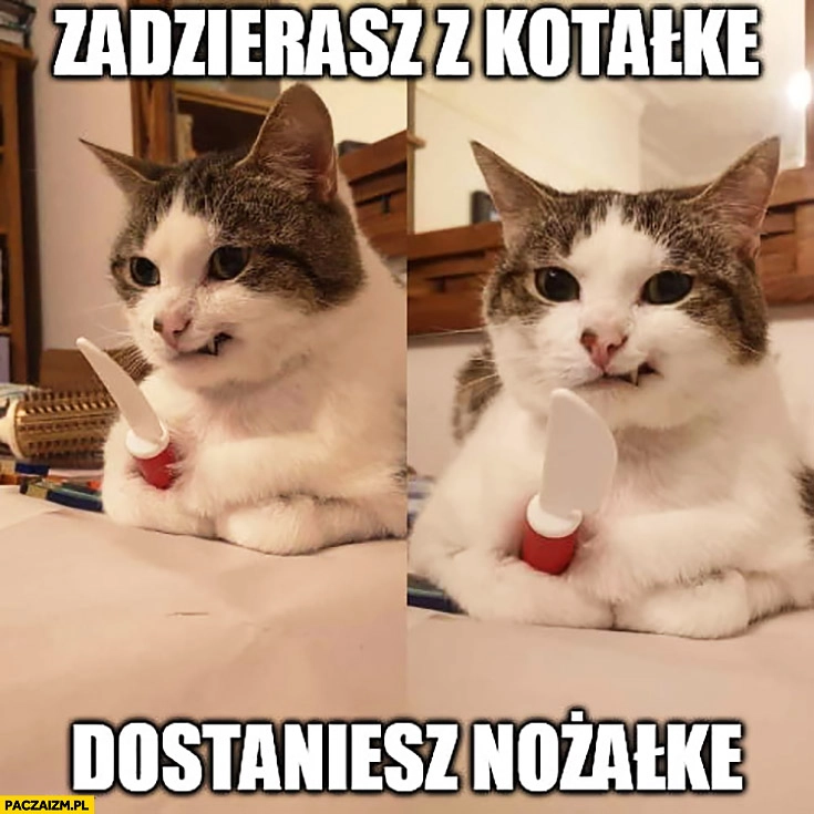 
    Zadzierasz z kotałke dostajesz nożałke kot kotek z nożem kosa