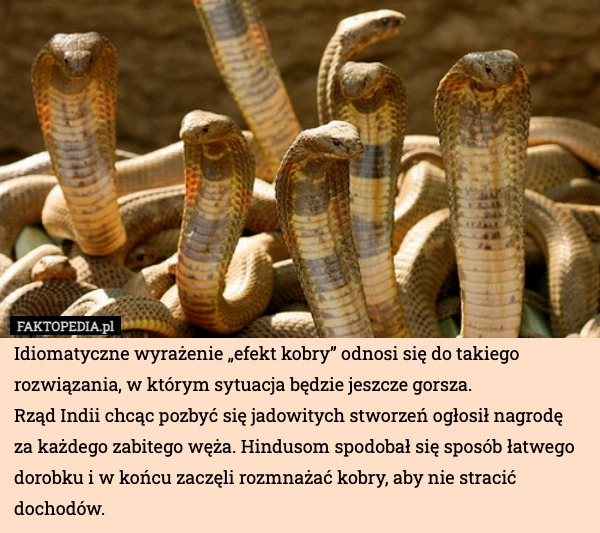 
    Idiomatyczne wyrażenie „efekt kobry” odnosi się do takiego rozwiązania,