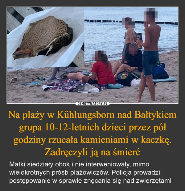 
    Na plaży w Kühlungsborn nad Bałtykiem grupa 10-12-letnich dzieci przez pół godziny rzucała kamieniami w kaczkę. Zadręczyli ją na śmierć