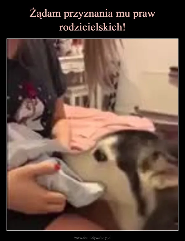 
    Żądam przyznania mu praw rodzicielskich!