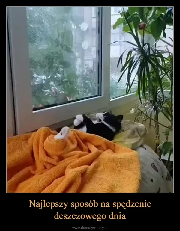 
    Najlepszy sposób na spędzenie deszczowego dnia