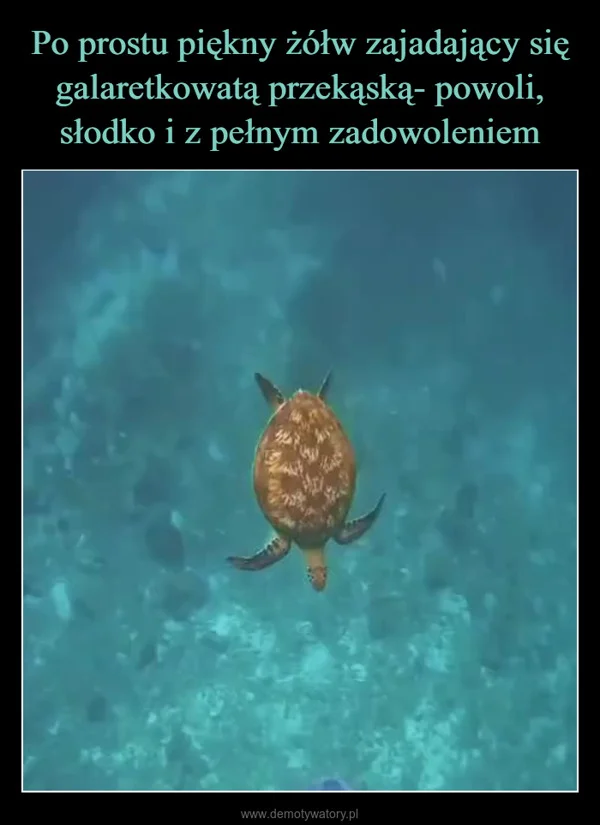 
    Po prostu piękny żółw zajadający się galaretkowatą przekąską- powoli, słodko i z pełnym zadowoleniem