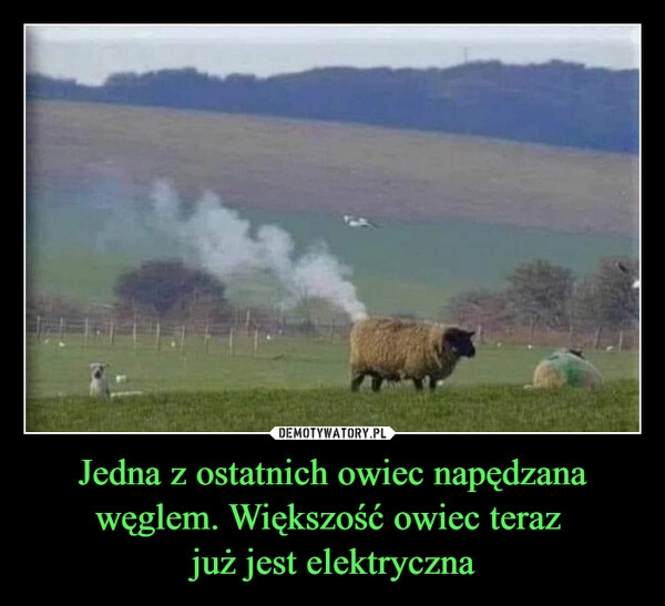 
    Jedna z ostatnich owiec napędzana węglem. Większość owiec teraz 
już jest elektryczna
