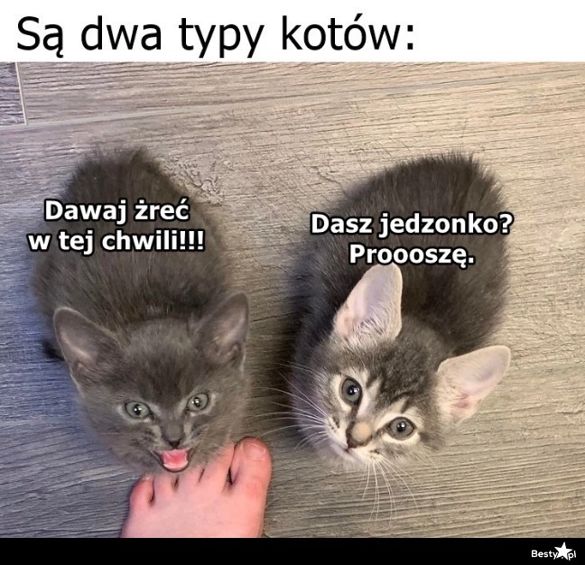 
    Dwa typy kotów 