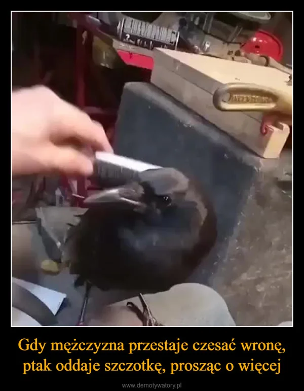 
    Gdy mężczyzna przestaje czesać wronę, ptak oddaje szczotkę, prosząc o więcej