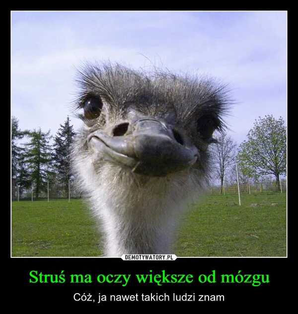 
    Struś ma oczy większe od mózgu