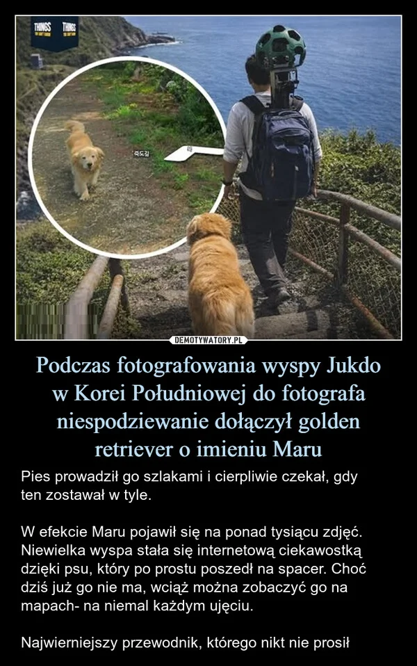 
    Podczas fotografowania wyspy Jukdo w Korei Południowej do fotografa niespodziewanie dołączył golden retriever o imieniu Maru