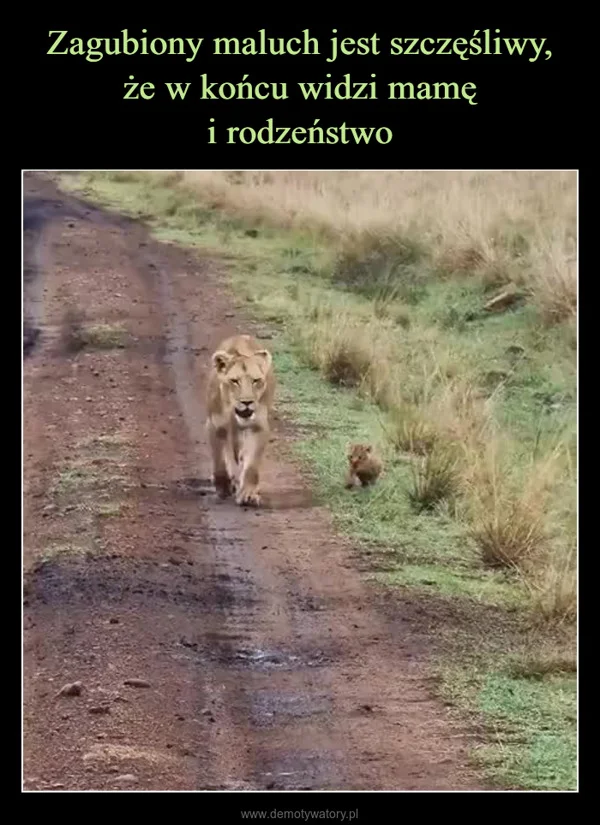 
    Zagubiony maluch jest szczęśliwy, że w końcu widzi mamę i rodzeństwo