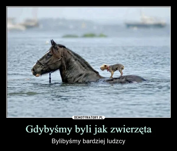 
    Gdybyśmy byli jak zwierzęta