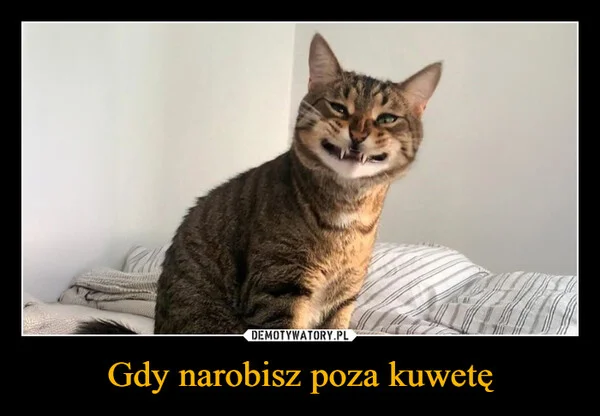
    Gdy narobisz poza kuwetę