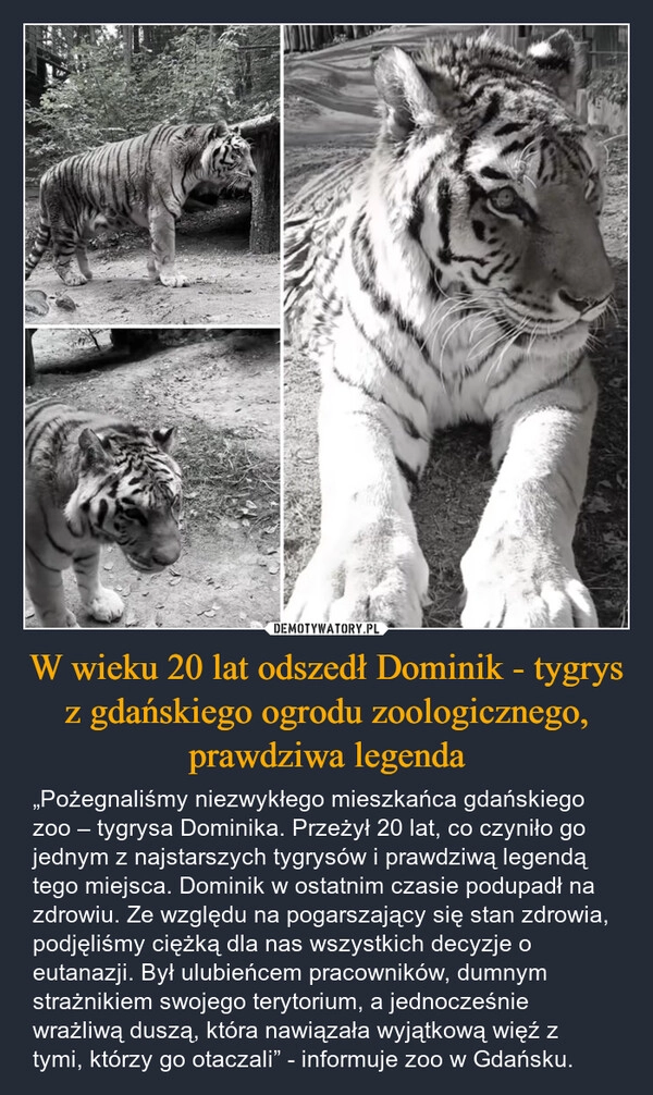 
    W wieku 20 lat odszedł Dominik - tygrys z gdańskiego ogrodu zoologicznego, prawdziwa legenda