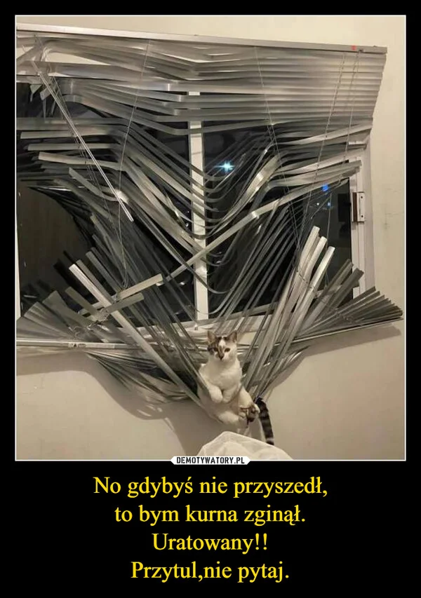 
    No gdybyś nie przyszedł, to bym kurna zginął. Uratowany!! Przytul,nie pytaj.