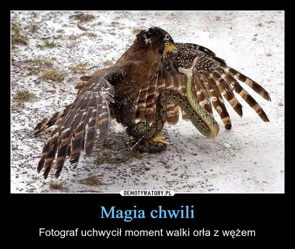 
    Magia chwili