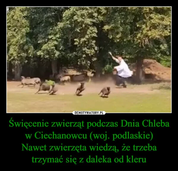 
    Święcenie zwierząt podczas Dnia Chleba w Ciechanowcu (woj. podlaskie) Nawet zwierzęta wiedzą, że trzeba trzymać się z daleka od kleru