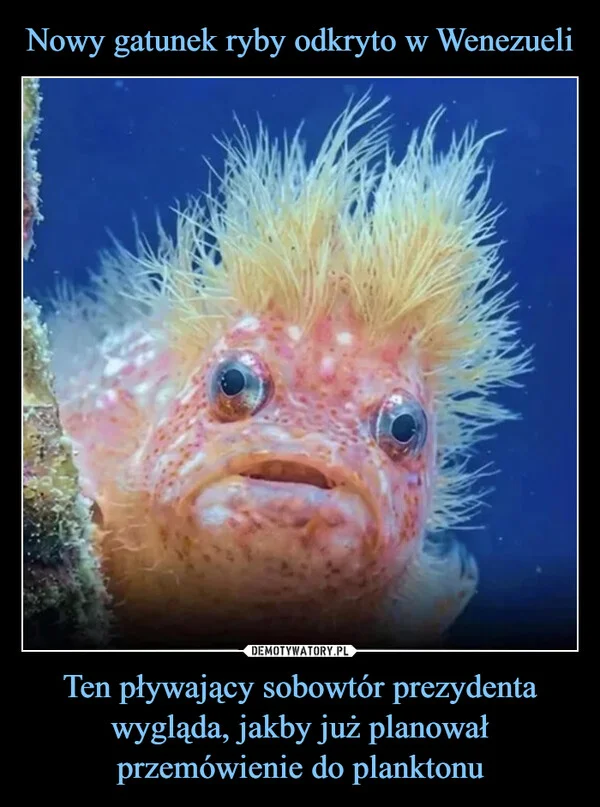 
    Nowy gatunek ryby odkryto w Wenezueli Ten pływający sobowtór prezydenta wygląda, jakby już planował przemówienie do planktonu