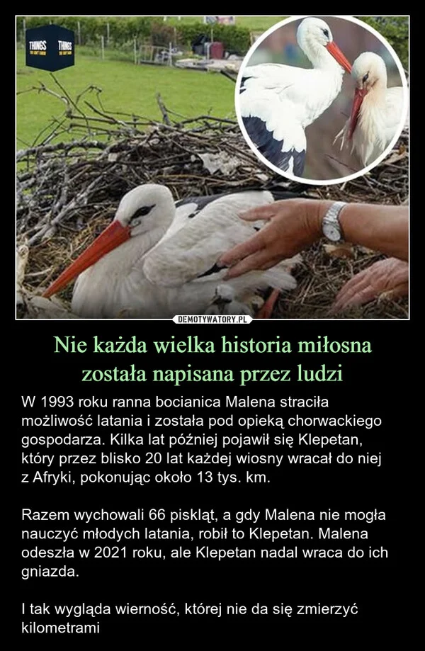 
    Nie każda wielka historia miłosna została napisana przez ludzi