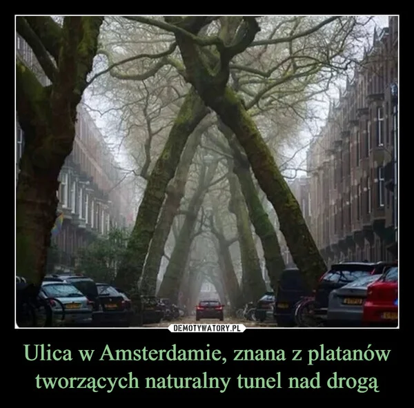
    Ulica w Amsterdamie, znana z platanów tworzących naturalny tunel nad drogą