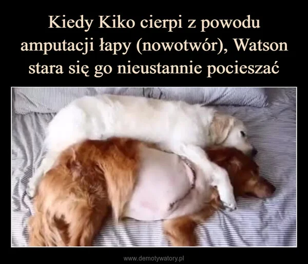
    Kiedy Kiko cierpi z powodu amputacji łapy (nowotwór), Watson stara się go nieustannie pocieszać