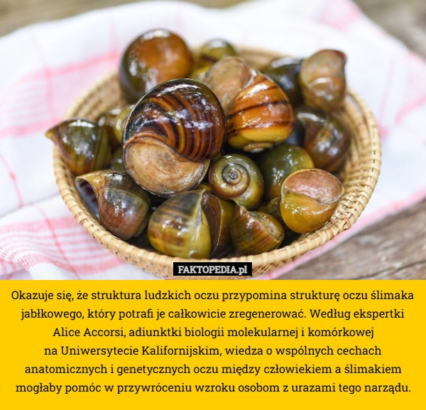 
    Okazuje się, że struktura ludzkich oczu przypomina strukturę oczu ślimaka