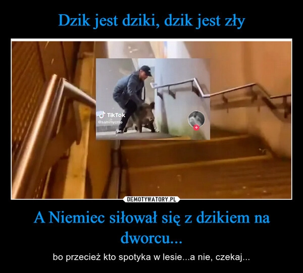 
    Dzik jest dziki, dzik jest zły A Niemiec siłował się z dzikiem na dworcu... 