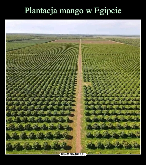 
    Plantacja mango w Egipcie