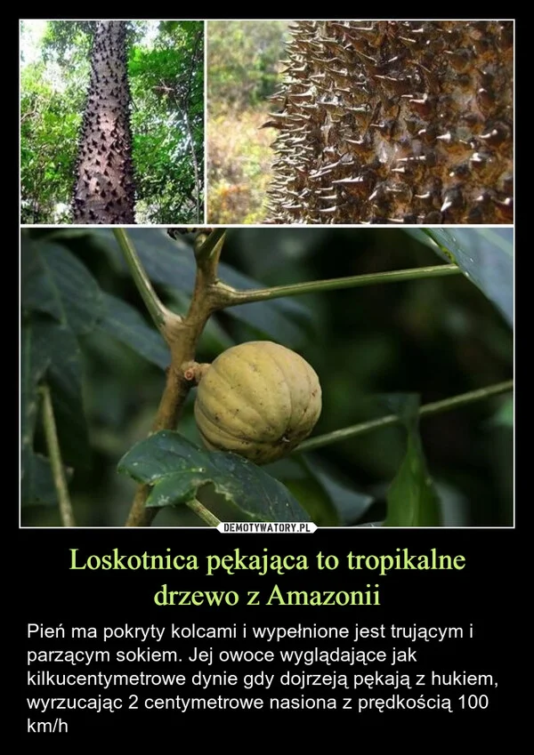 Loskotnica pękająca to tropikalne drzewo z Amazonii