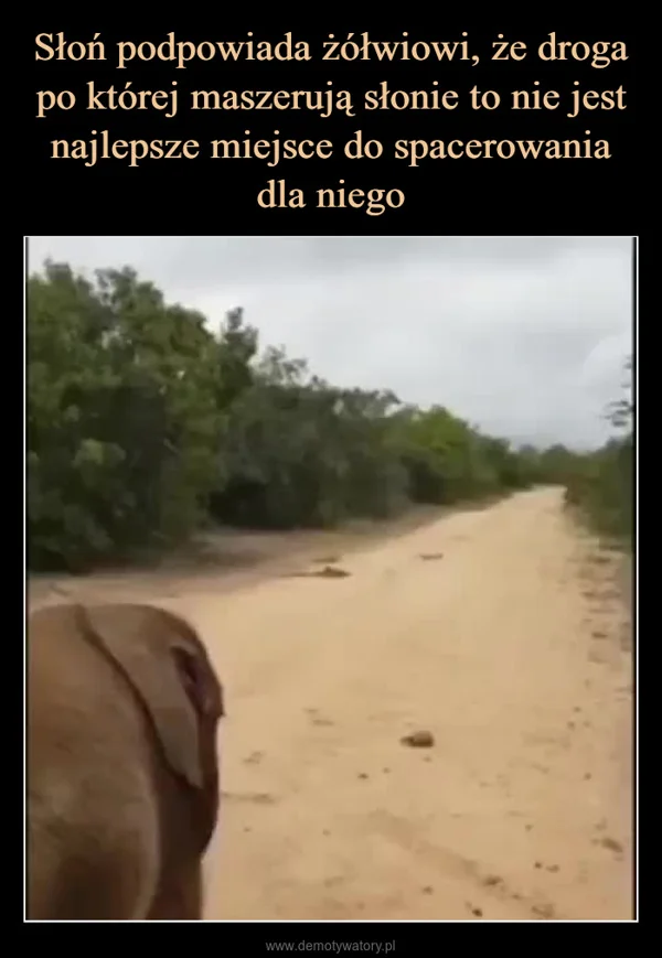 Słoń podpowiada żółwiowi, że droga po której maszerują słonie to nie jest najlepsze miejsce do spacerowania dla niego